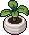 Atlanta Elayne Plant
