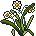 SprFestival Narcissu Fufu
