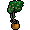 Yvess5 StVal 21 PlanteLong