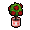 Yvess5 Val19 Plant