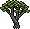 Accacia Tree