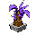 Ananas Violet