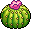 Cstm Cait Pasen22 Cactus