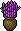 Cstm Lavender In A Pot