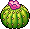 Easter C22 Barrelcactus