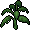 Easter C22 Fanpalm