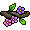 Fiore Cipo