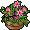 Grosses Plantes Frogg