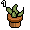 Habbos Cf Tallbush
