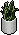 Habbox Haaziq Plante 4