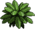 Habbox Haaziq Plante 8