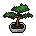 Hubba Wataeis Bonsai