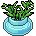 Kasja S Plants