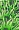 Plant Gobud