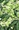 Plant Widdo