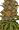 Plant Wreck