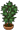 Plant Yucc1