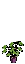 Planta Apple S