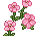 Sakura Plants