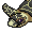 Seven Hawksbillturtle