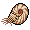 Seven Nautiloidea
